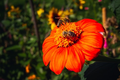 Two bees are collecting nectar from a vibrant orange flower with a rich yellow center. In the background, there is a soft blur of green foliage and hints of other colorful flowers.