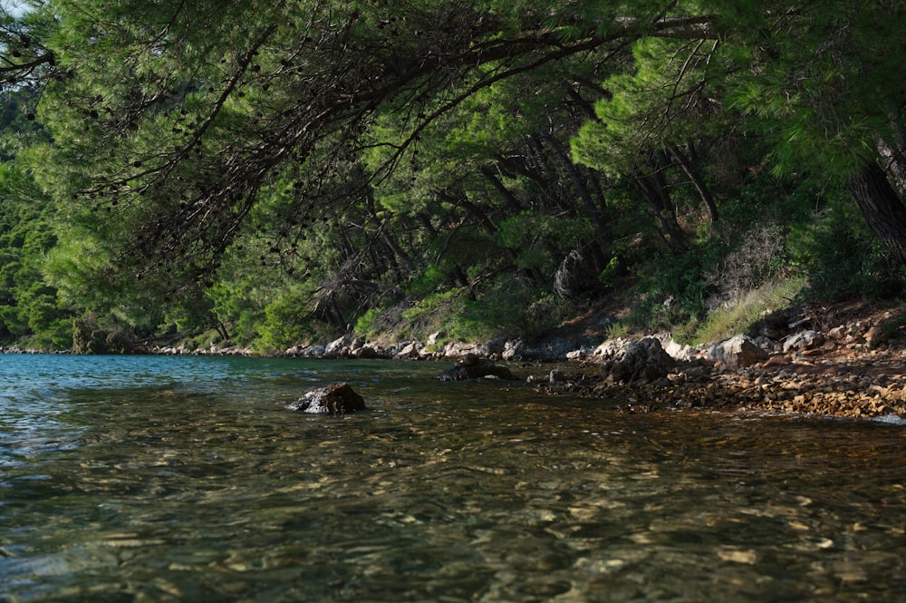 a body of water surrounded by trees and rocks