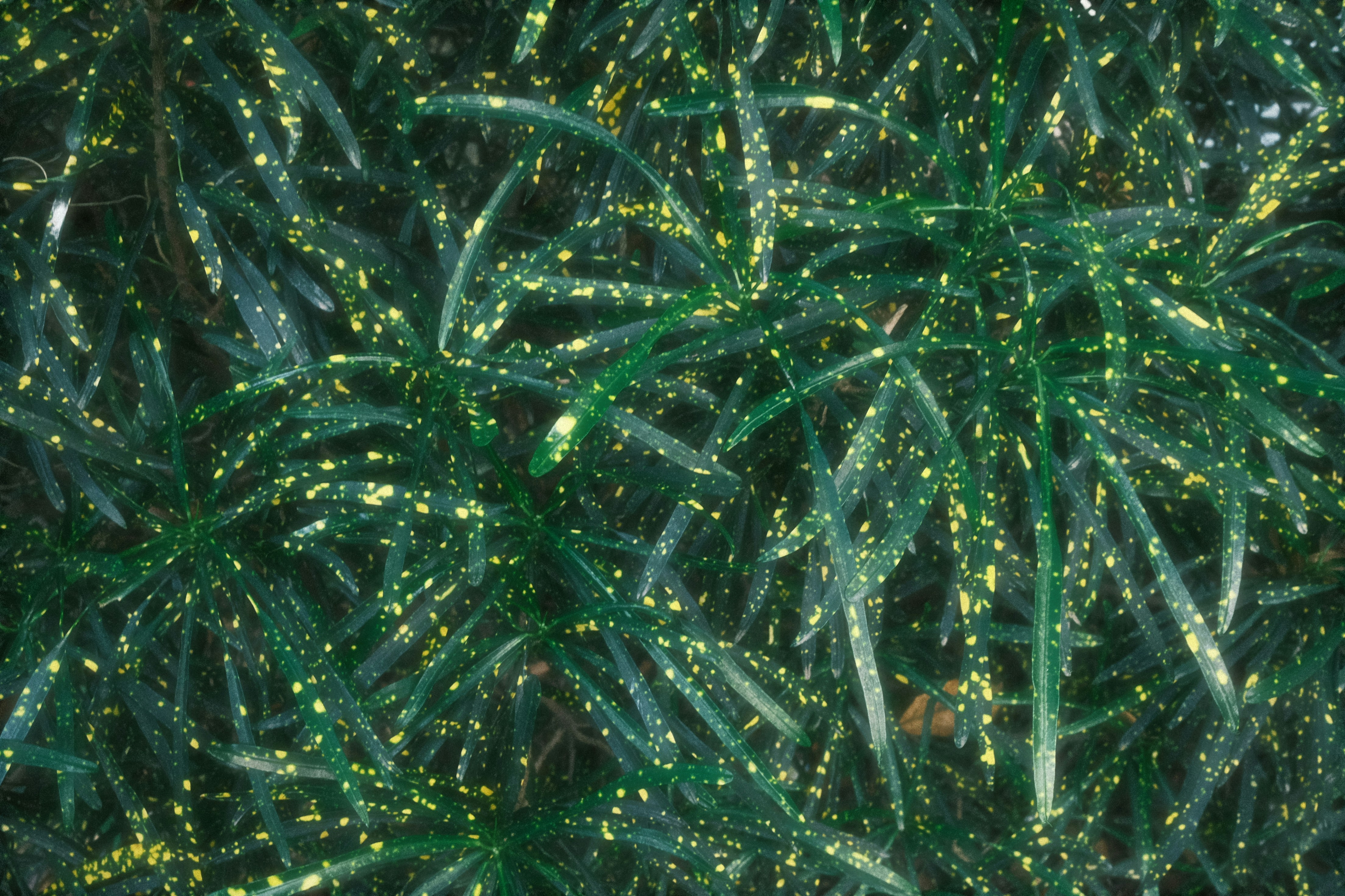 A minimalist digital illustration of a glowing, blue neural network shaped like a human brain, representing the artificial intelligence used to see market trends.