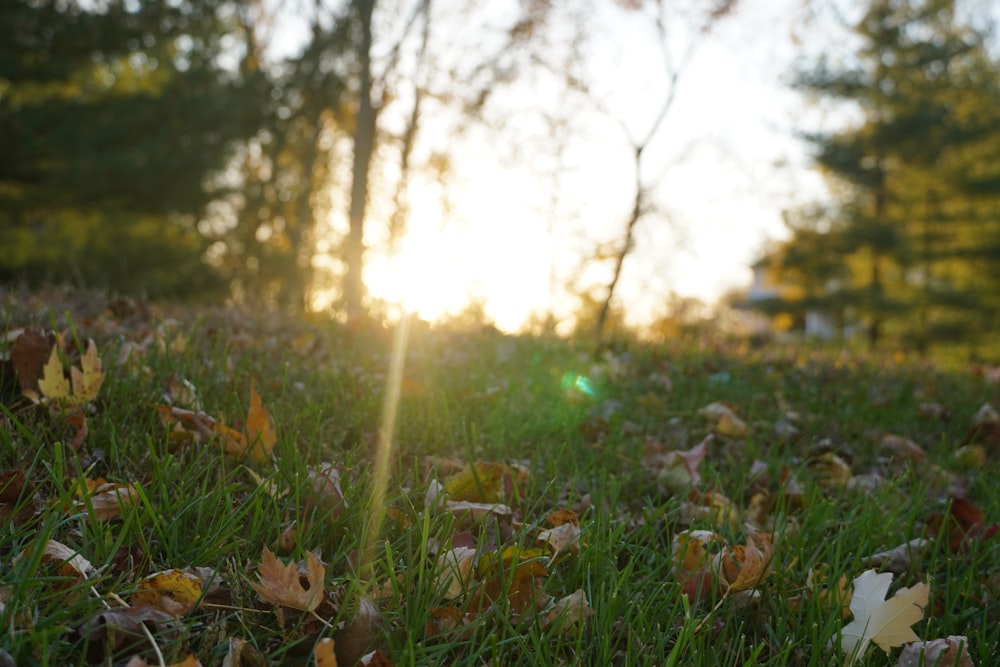 the sun is shining through the trees in the grass