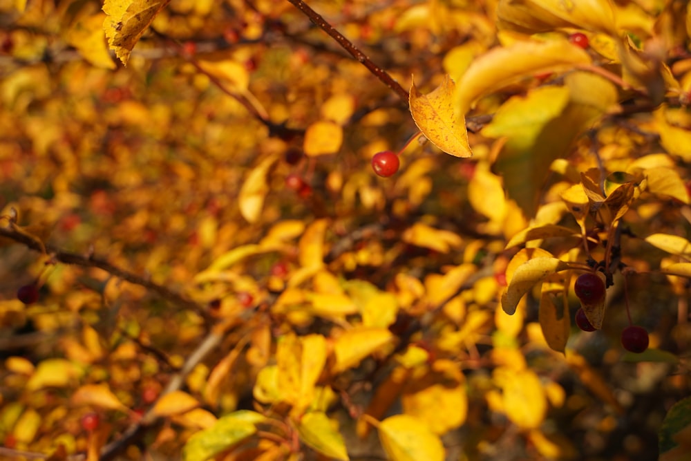 a tree with yellow leaves and red berries