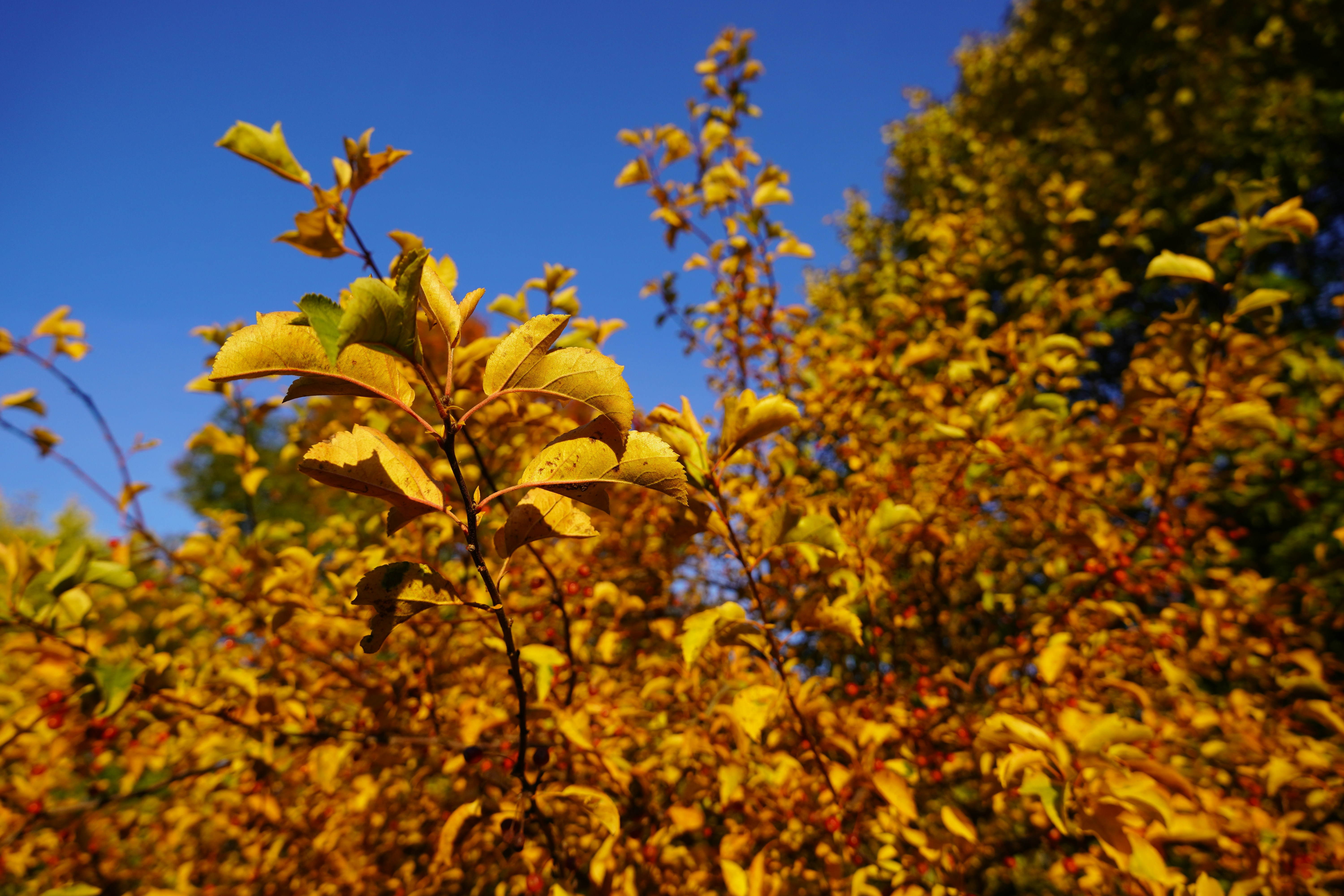 Photo by calecrunchy