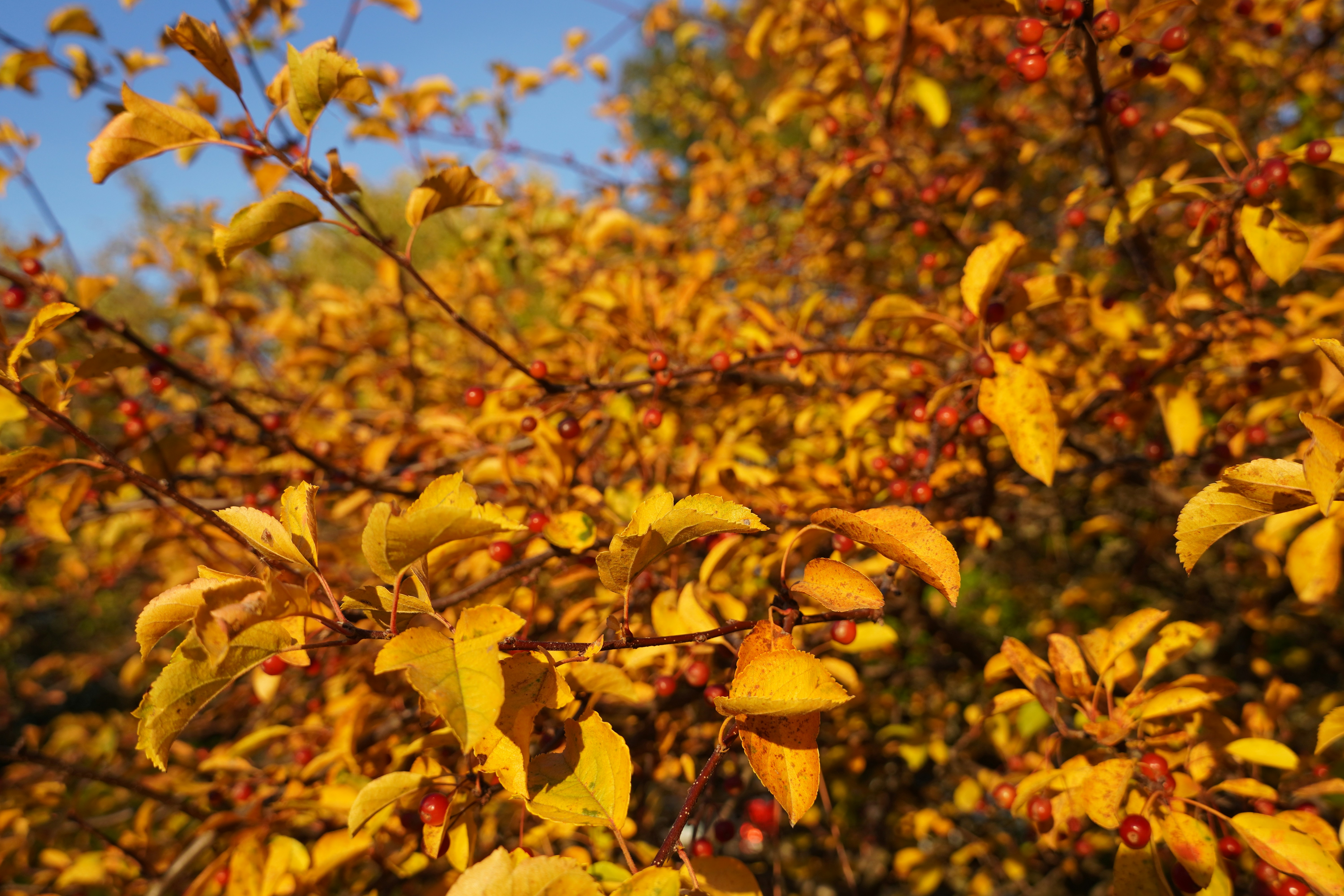 Photo by calecrunchy