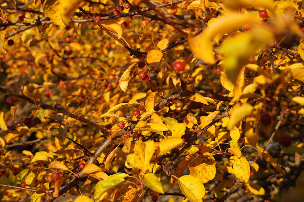 a bunch of leaves that are on a tree