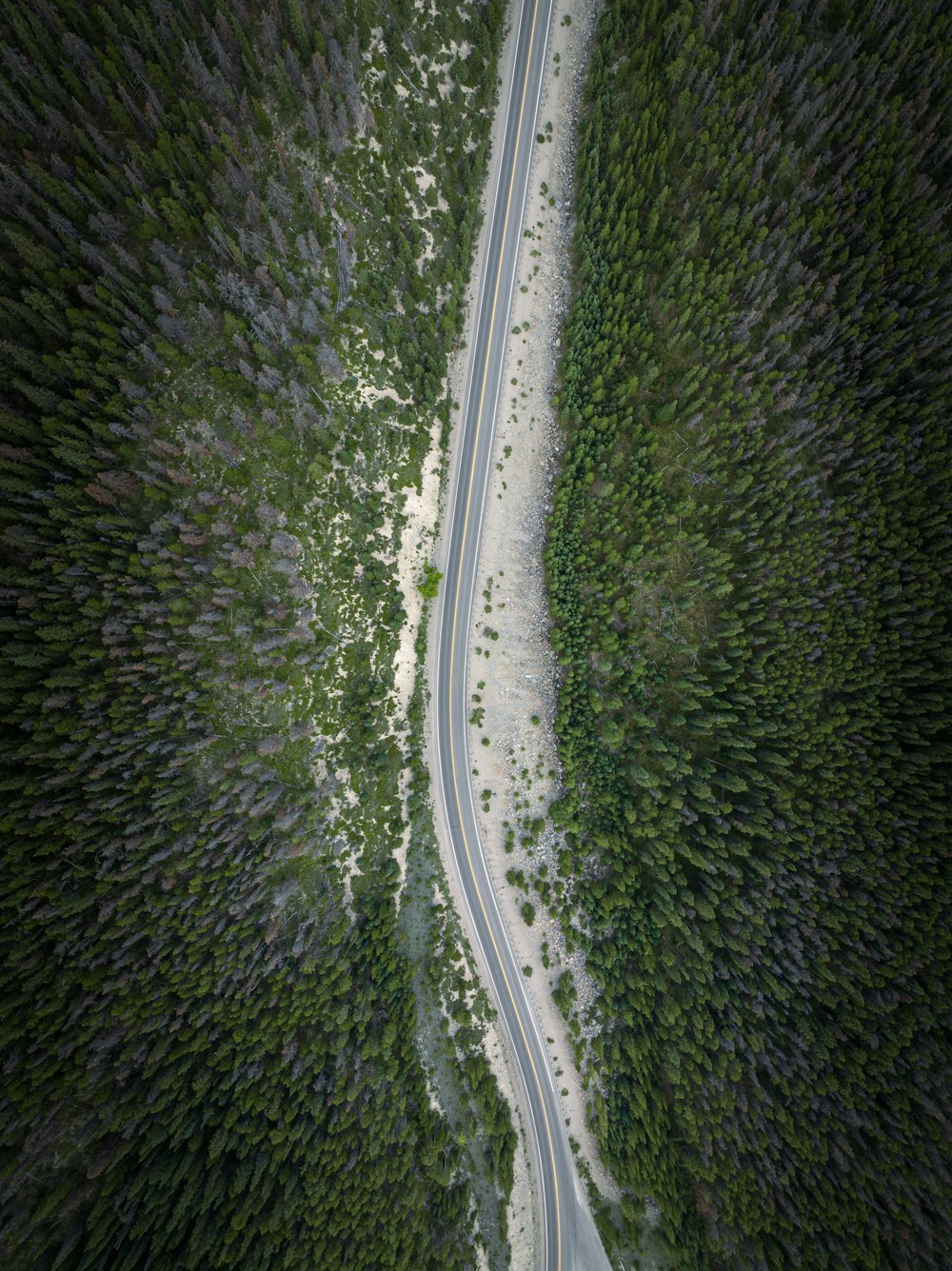 a winding road in the middle of a forest