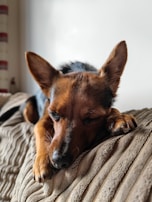 A small dog with a neat, breed-specific haircut sitting peacefully on a lavender cushion.