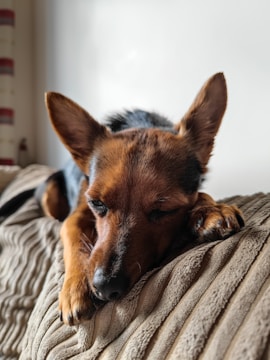 A gentle elderly Yorkshire Terrier resting comfortably indoors.