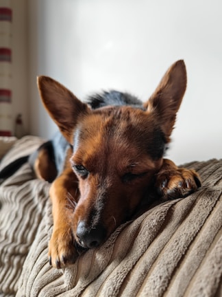 A small dog resting peacefully on a warm beige cushion with golden accents.