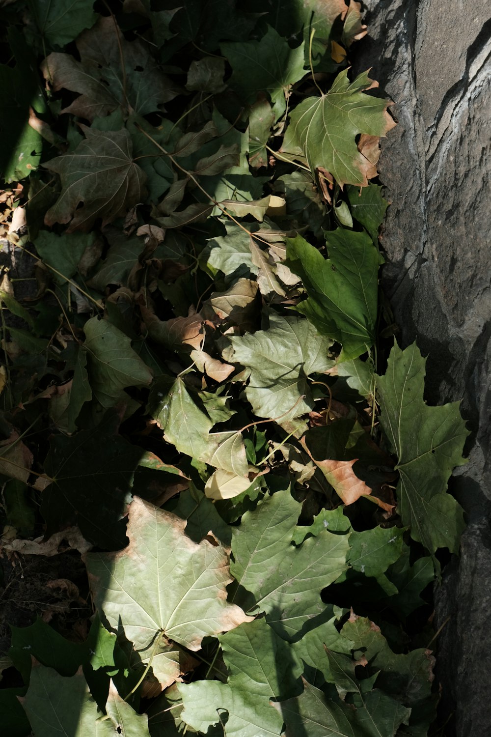 a bunch of leaves that are on the ground