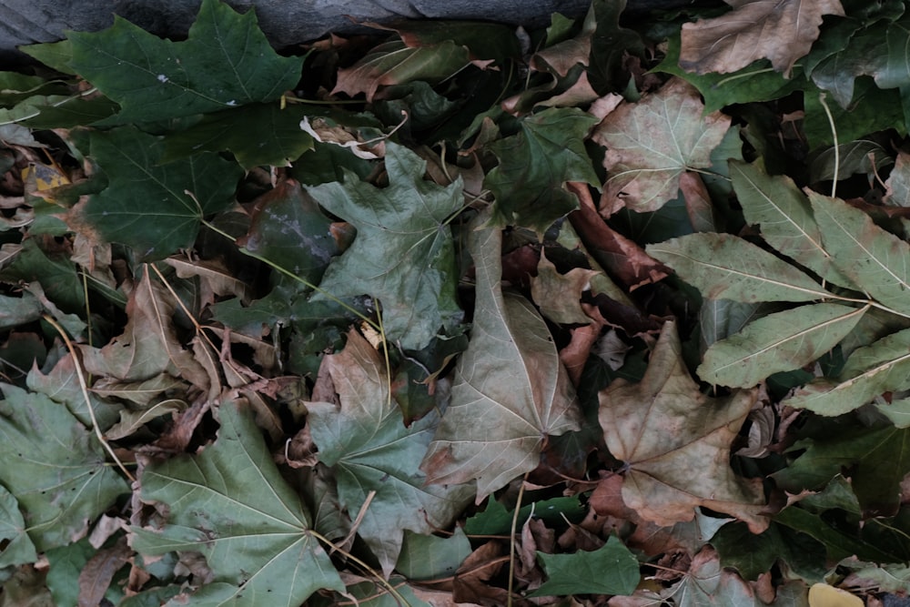 a bunch of leaves that are laying on the ground