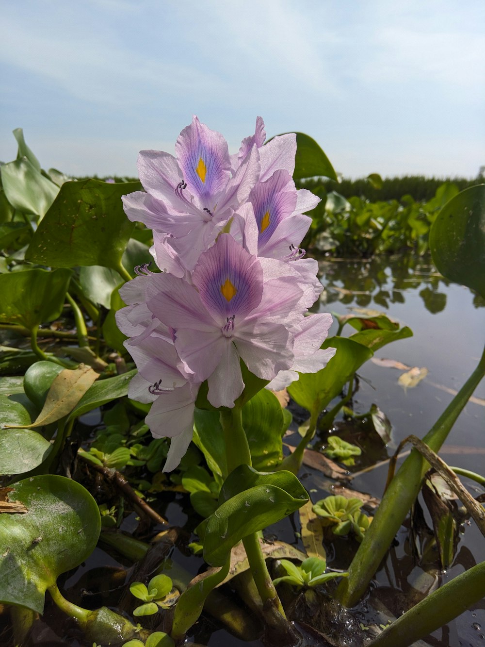 a group of purple flowers sitting on top of a lush green field