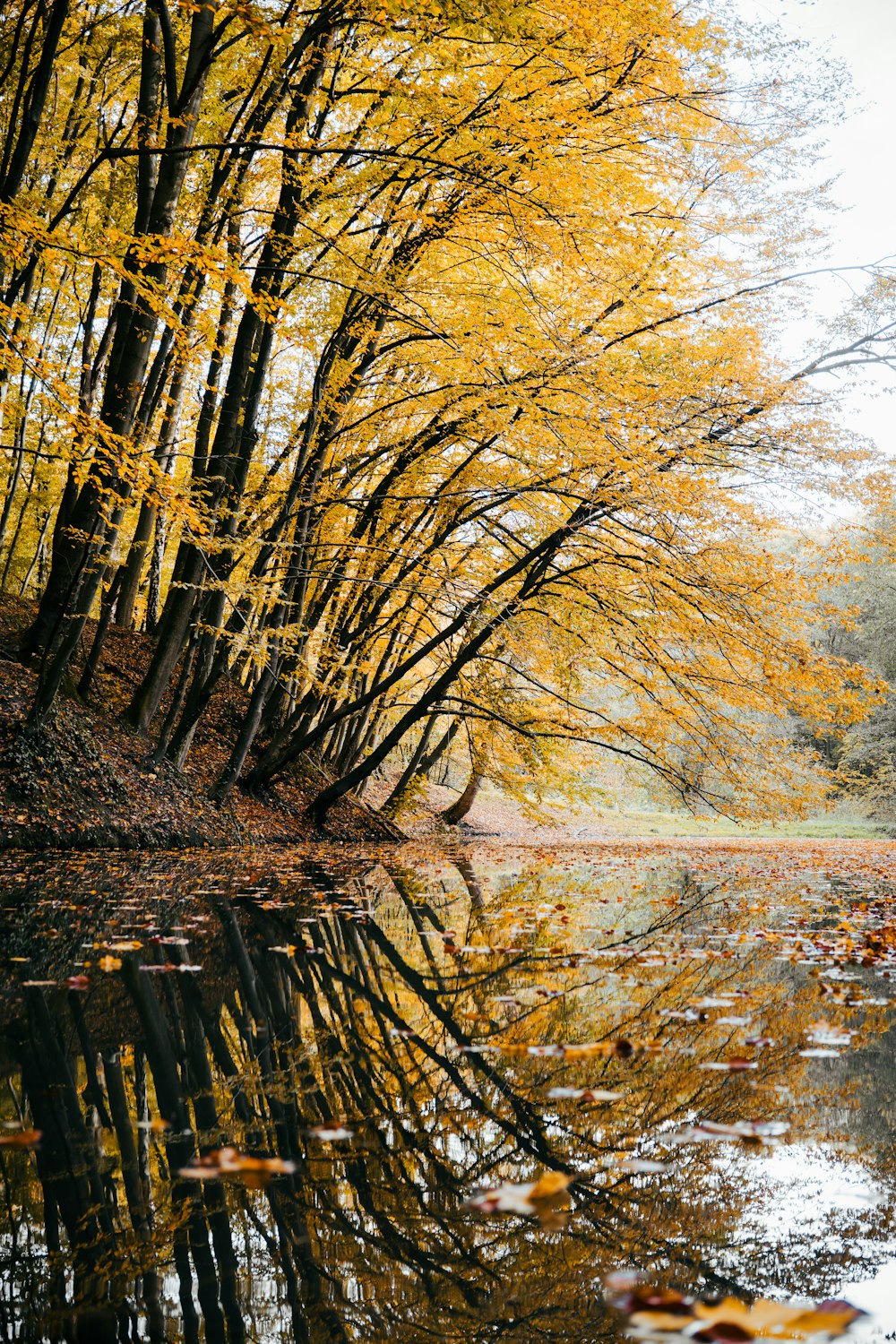 a body of water surrounded by lots of trees