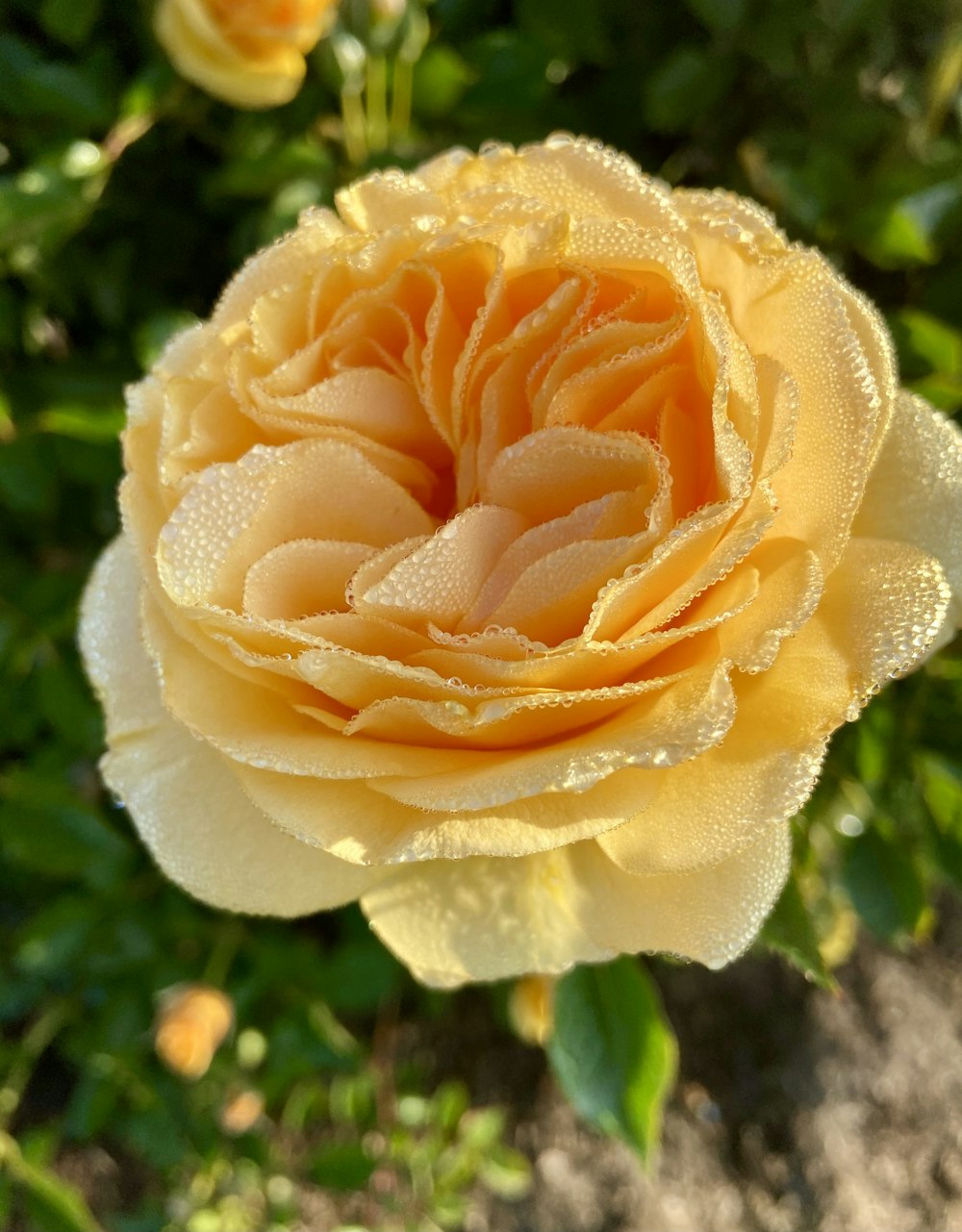 a yellow rose with water droplets on it