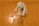 A Lego figurine is crouching and gazing intently at a shiny gold ring placed on a textured, orange surface. The figure has piercing blue eyes and an expression of fascination, resembling a well-known character from literature.