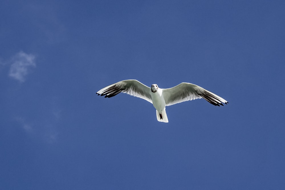 a white bird flying through a blue sky