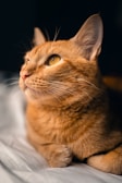 a close up of a cat laying on a bed