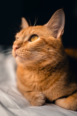 a close up of a cat laying on a bed