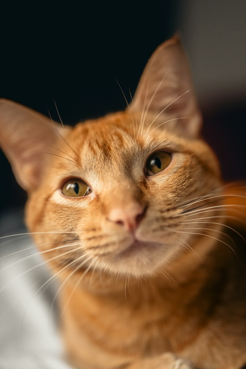 a close up of a cat looking at the camera