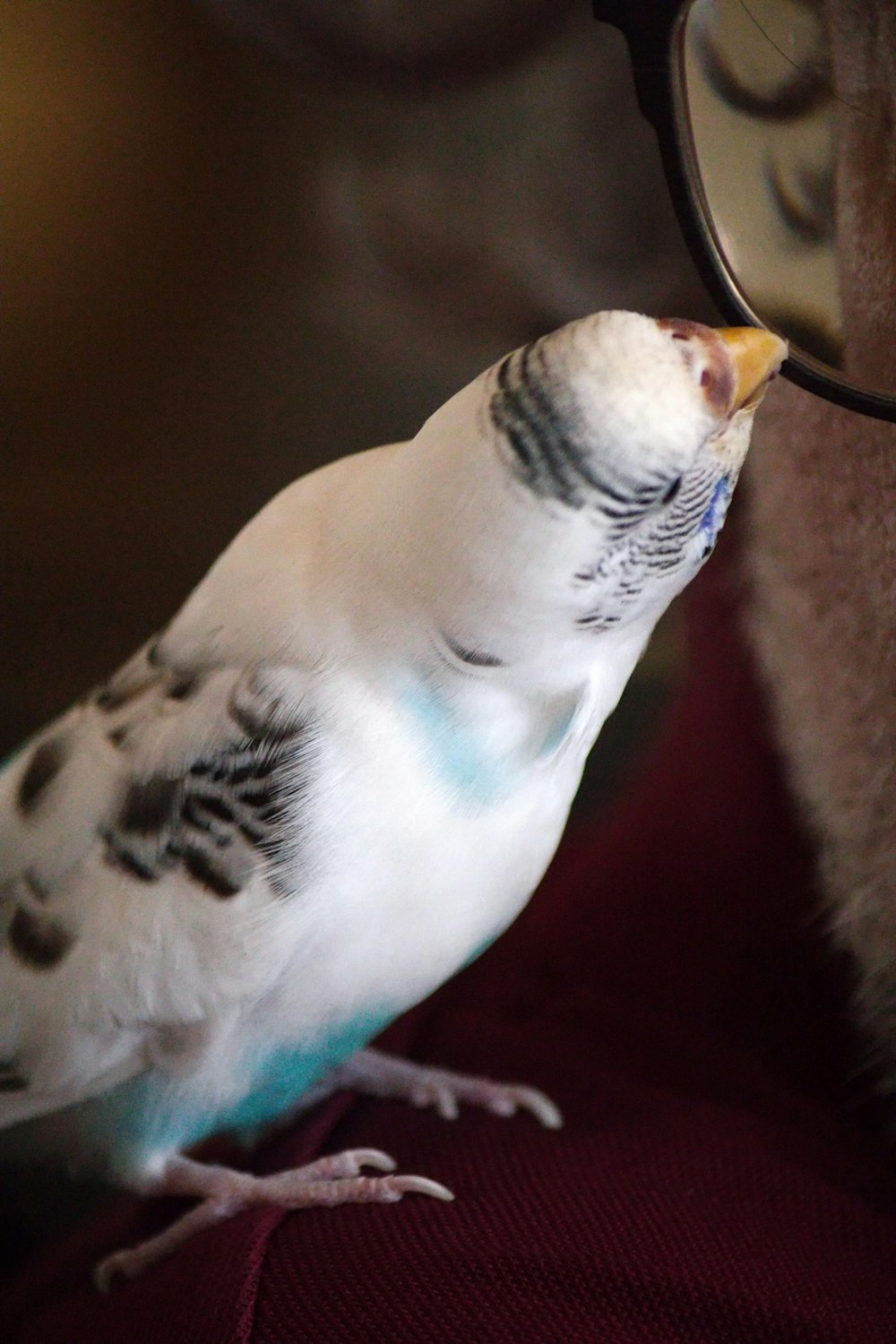 a white bird with a blue stripe on it's face