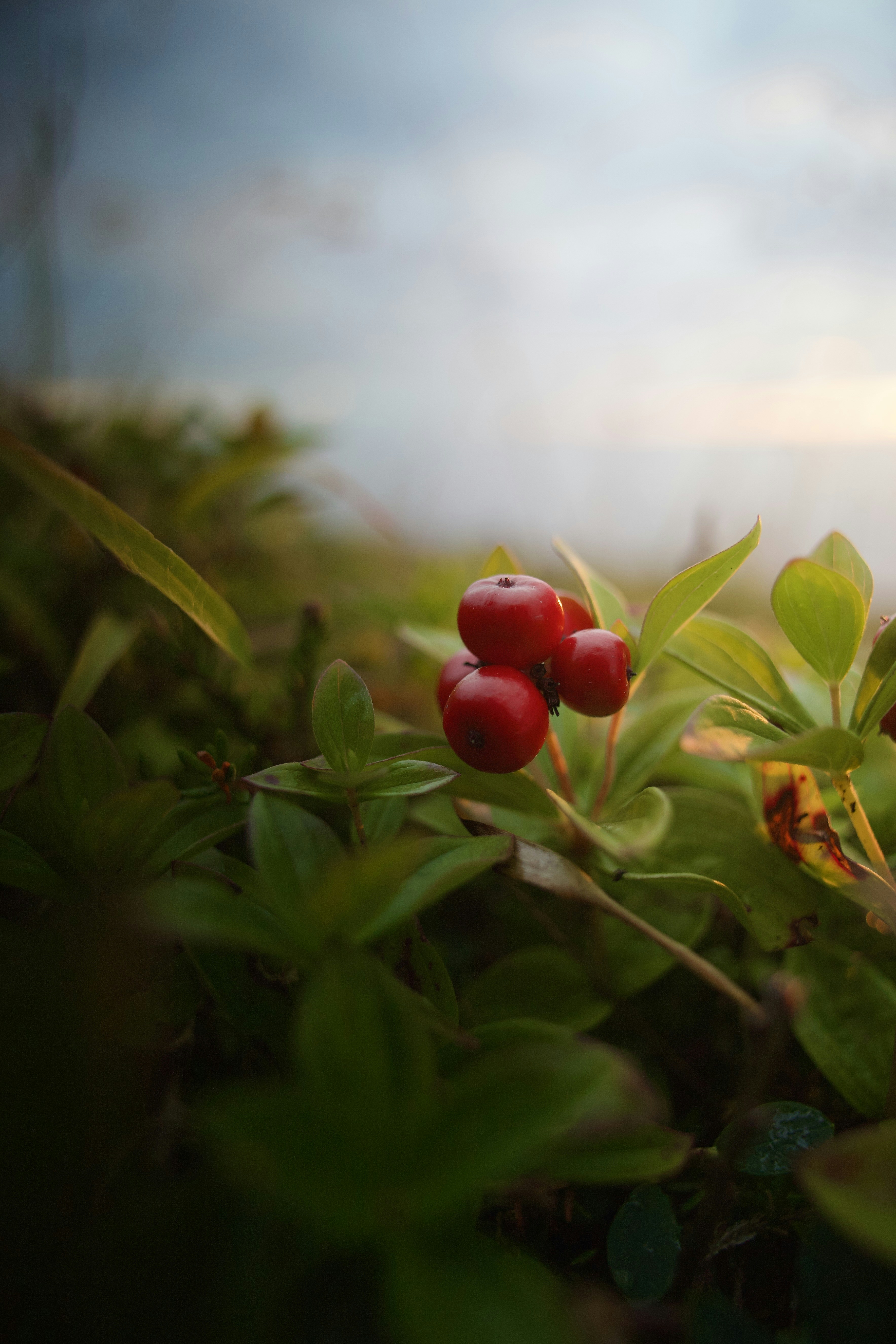 Photo by stockbirken