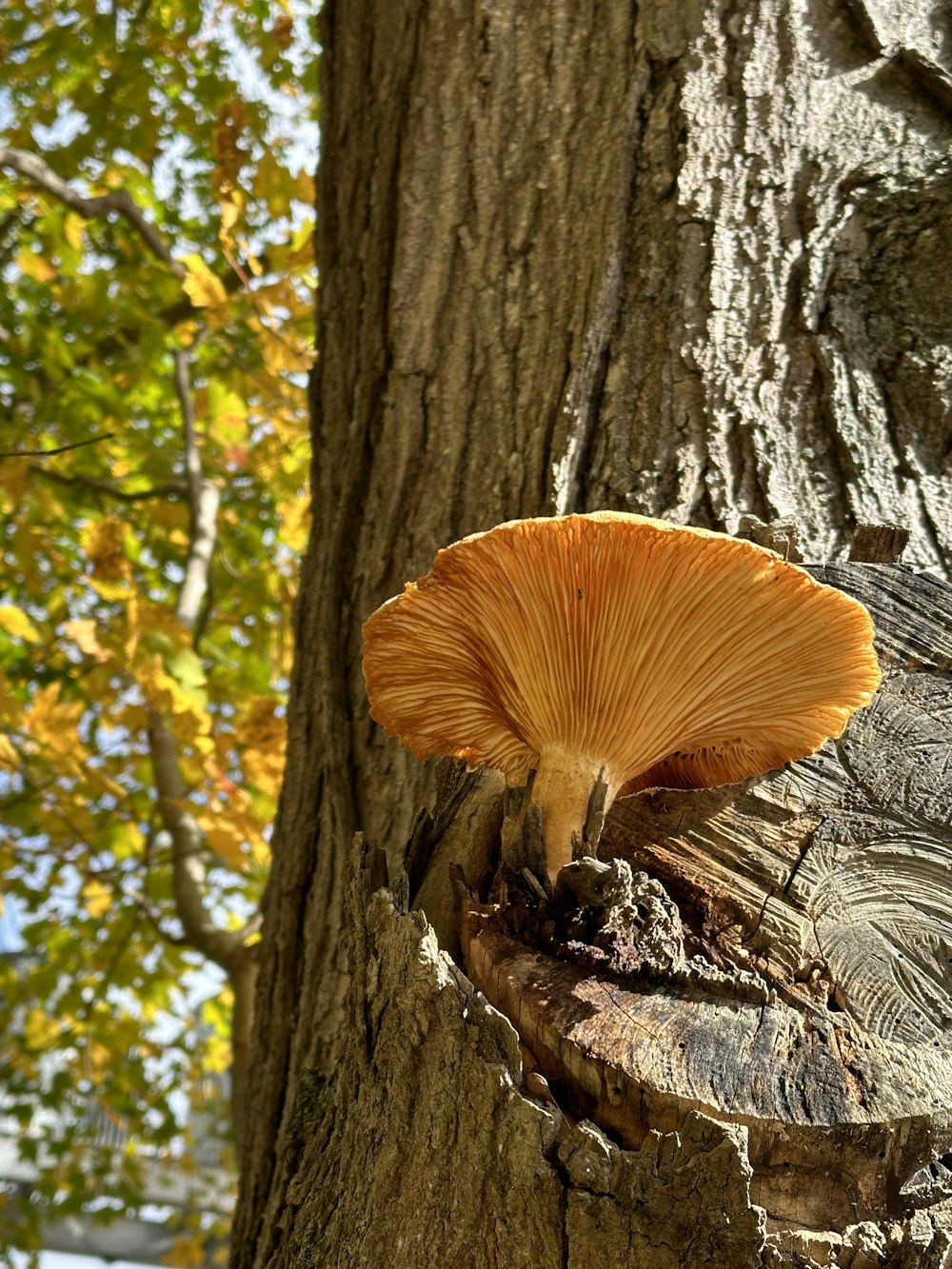 a close up of a mushroom on a tree