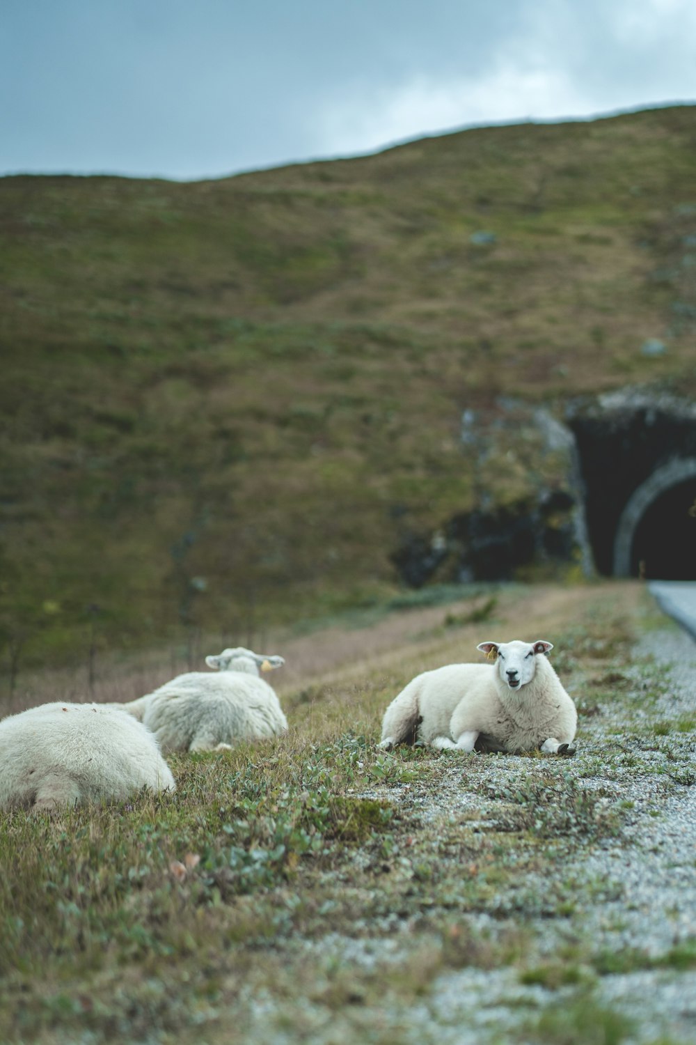 a group of sheep laying on the side of a road