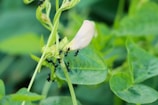 A cluster of black ants is crawling on a budding flower amidst vibrant green leaves, creating a lively interaction in a natural setting.