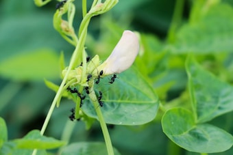 A cluster of black ants is crawling on a budding flower amidst vibrant green leaves, creating a lively interaction in a natural setting.