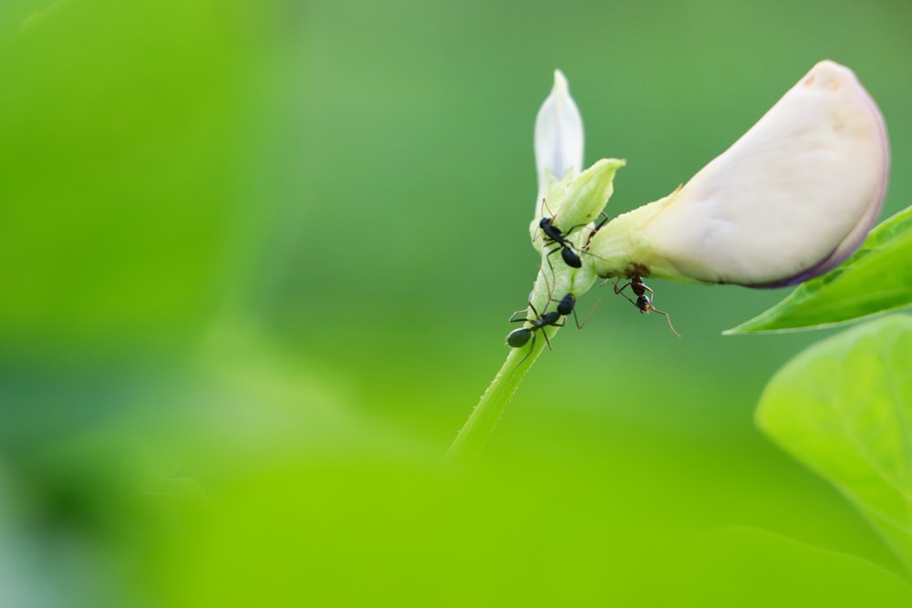 a couple of bugs sitting on top of a green leaf