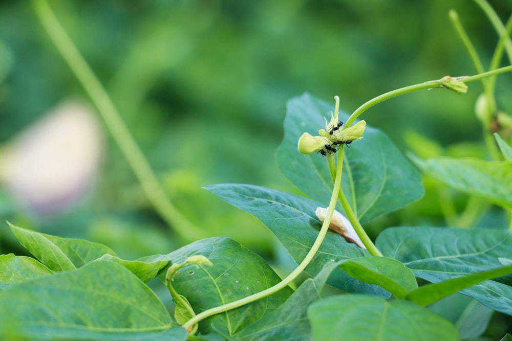 a close up of a plant with green leaves