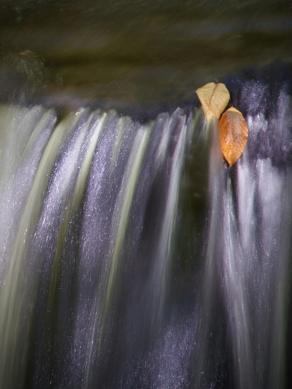 une feuille qui se trouve au sommet d’une cascade