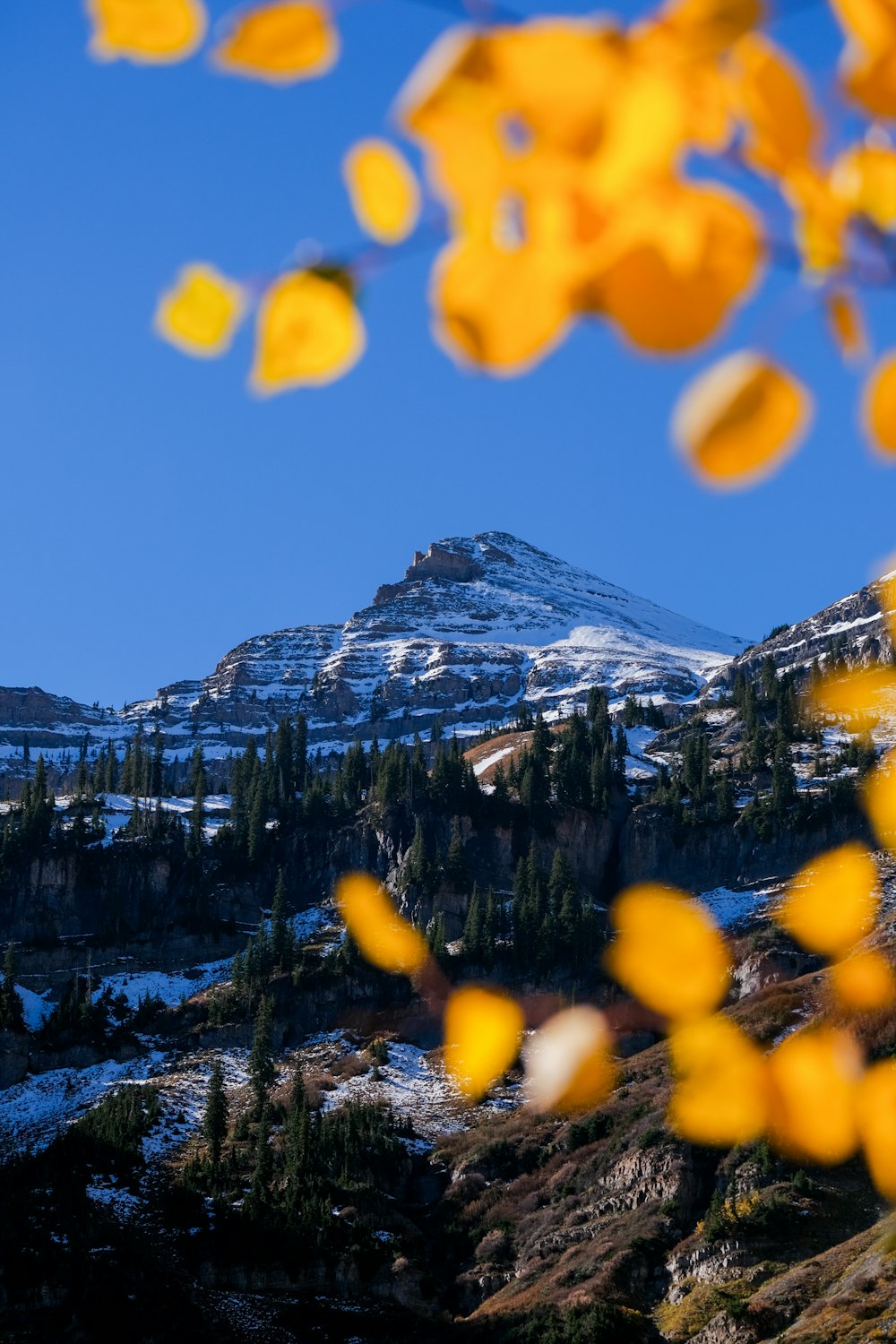 a snow covered mountain with trees in the foreground