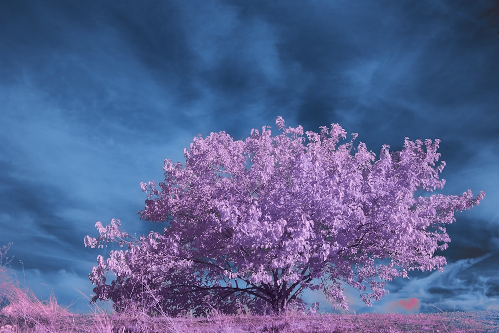 a purple tree in a field under a cloudy sky