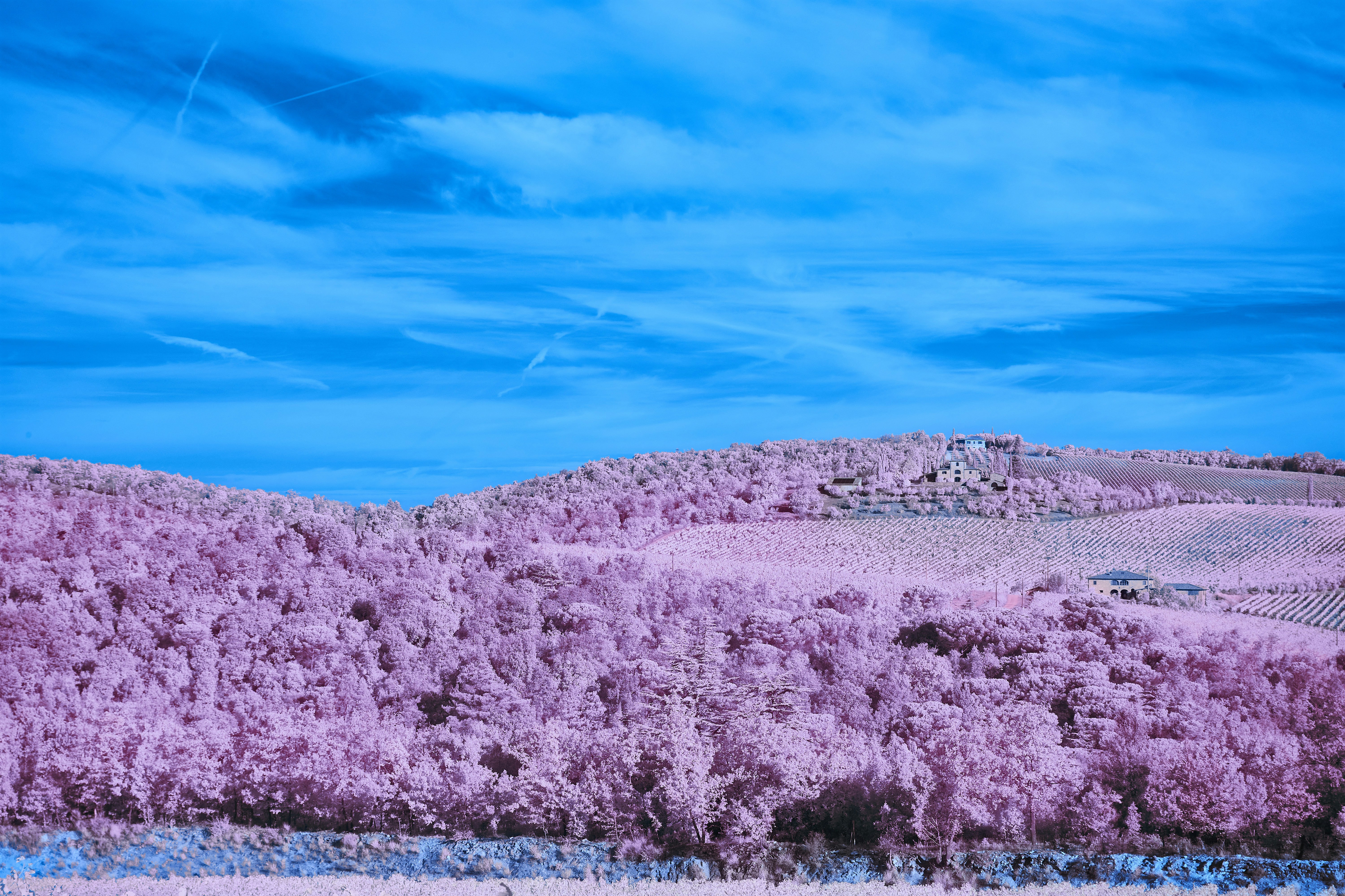 Photo by wolfgang_hasselmann