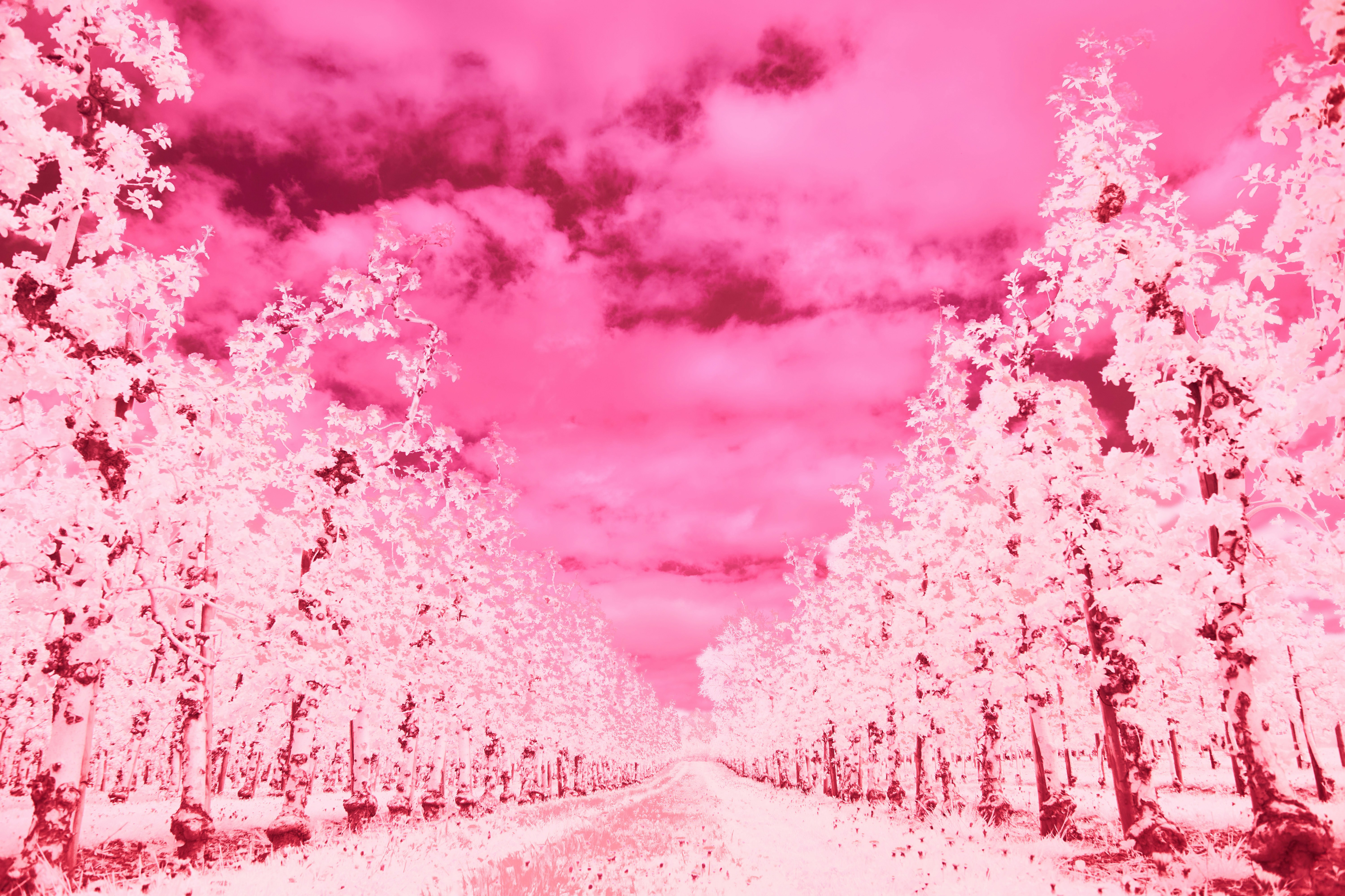 Photo by wolfgang_hasselmann