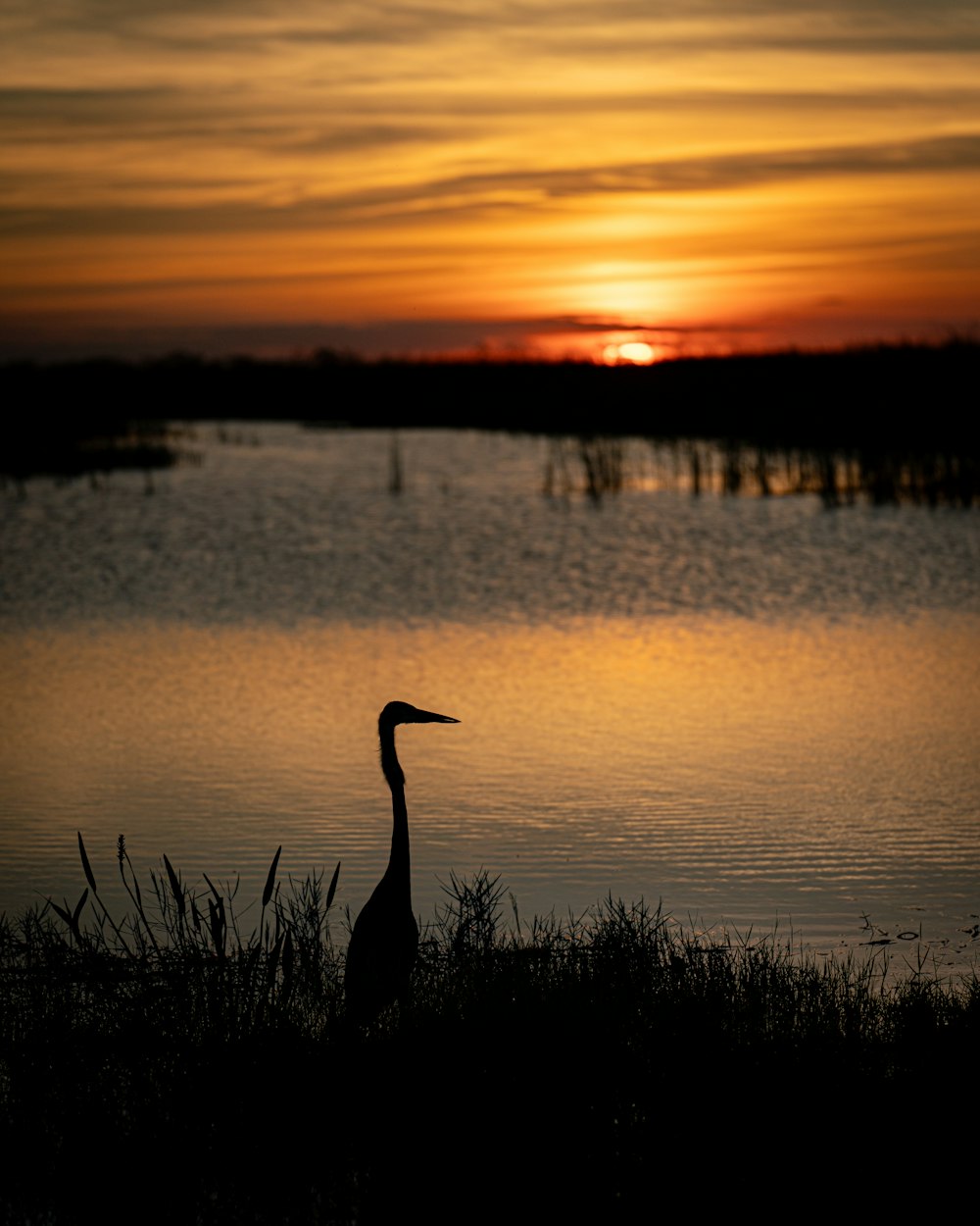 a large bird standing on top of a grass covered field