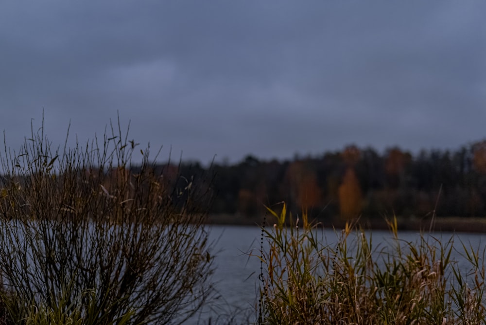 a body of water with trees in the background