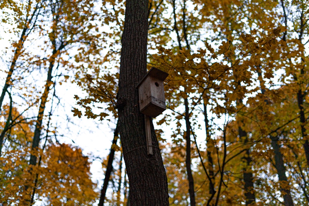 a birdhouse hanging from a tree in a forest