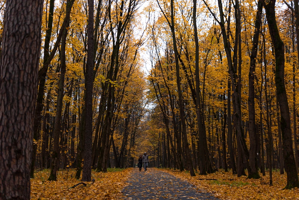 una persona che cammina lungo un sentiero nel bosco