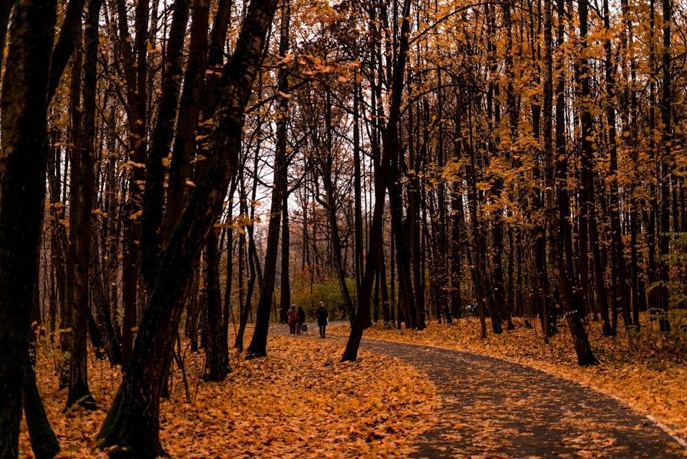 two people walking down a path in the woods