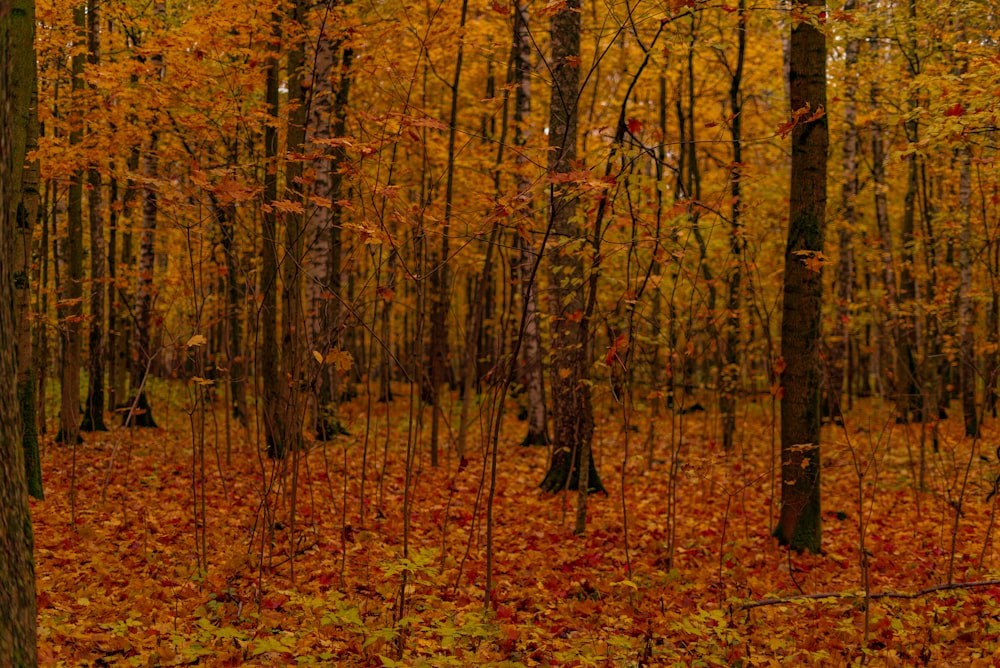 Una foresta piena di molti alberi coperti di foglie