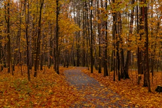 a path through a forest with lots of leaves on the ground