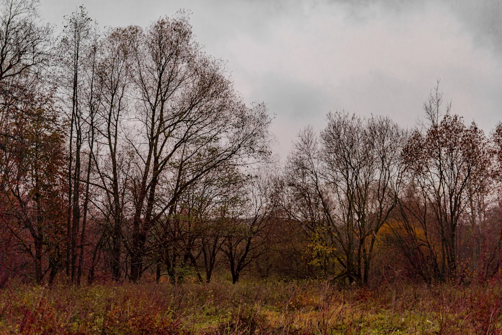 a field that has some trees in it