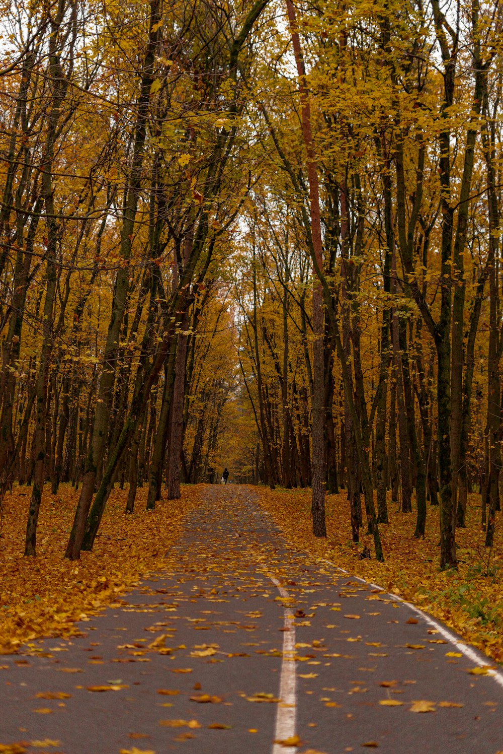 un camino vacío rodeado de árboles con hojas amarillas