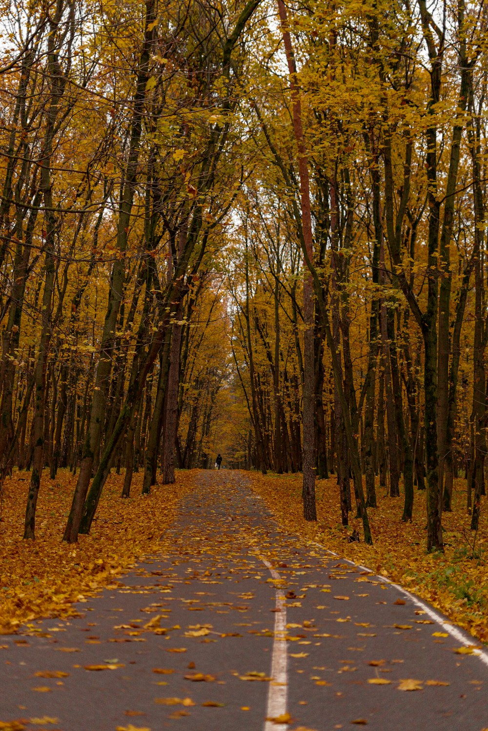 an empty road surrounded by trees with yellow leaves