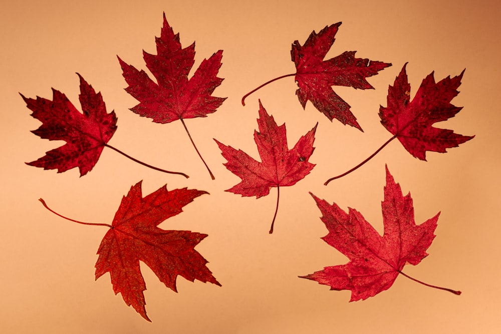 un groupe de feuilles d’érable rouges flottant dans l’air