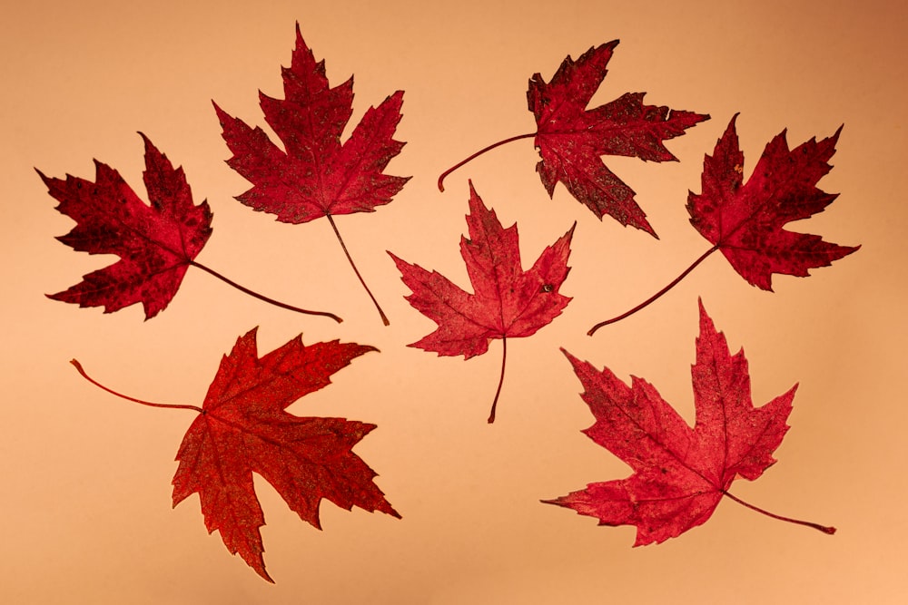 a group of red maple leaves floating in the air
