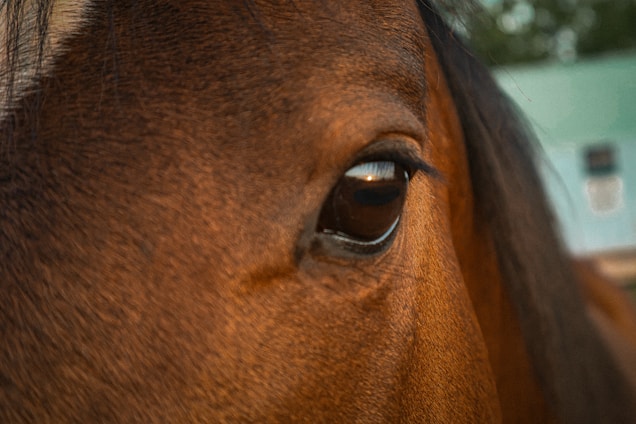 A close-up of a horse's eye and surrounding area, revealing the details of its brown hair and gentle expression. The background is slightly blurred, bringing focus to the horse's eye.
