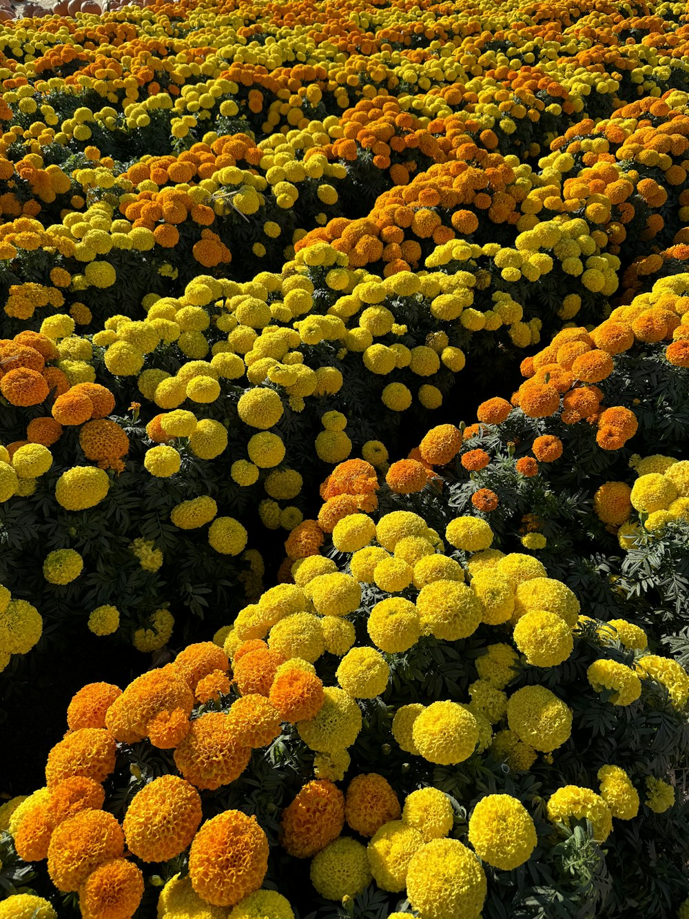 a field full of yellow and orange flowers