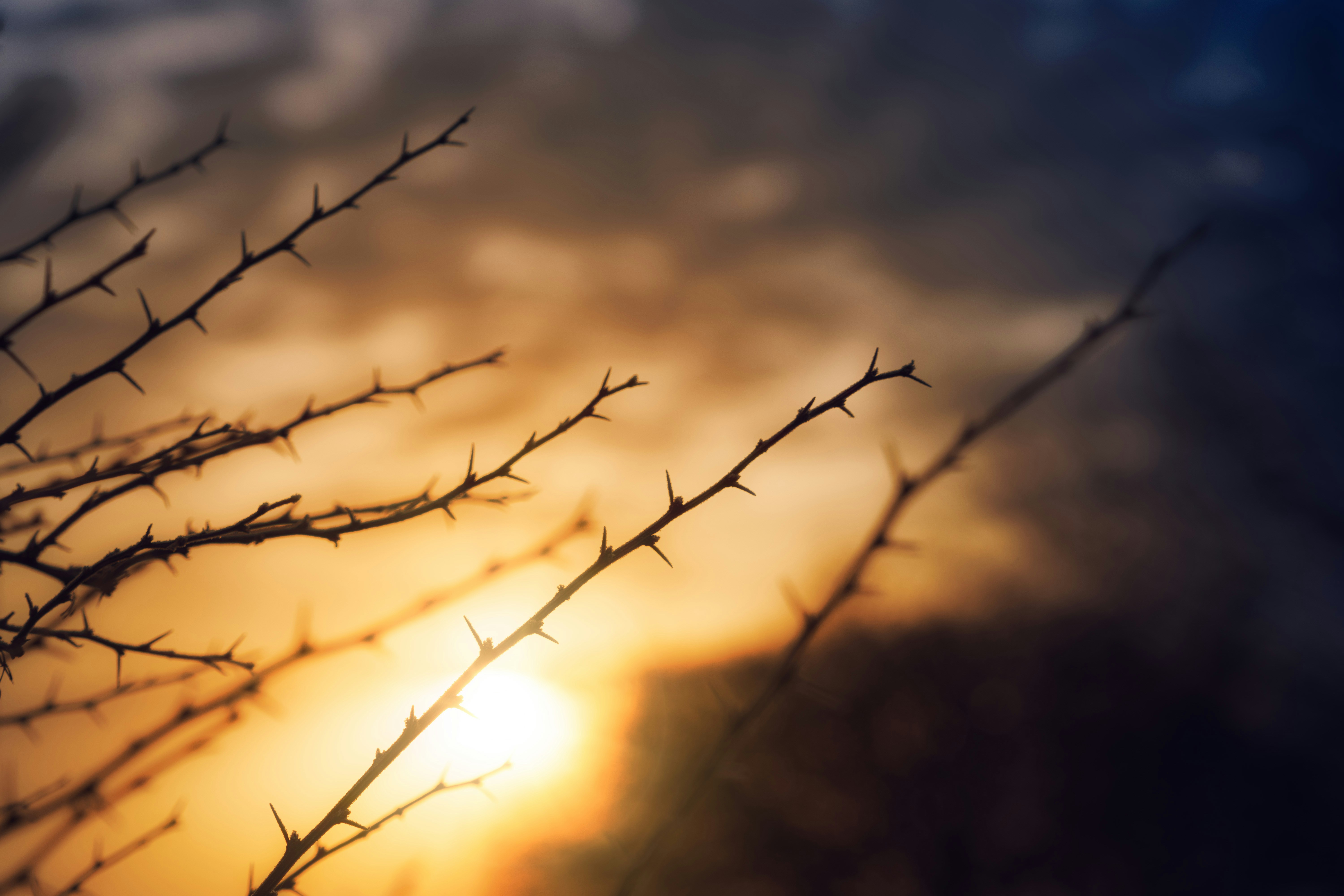 a close up of a branch with the sun in the background